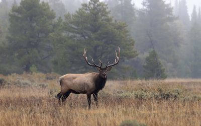 What to Expect on a Guided Horseback Elk Hunt in Wyoming (And How to Prepare)